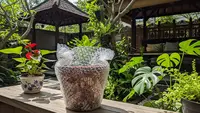 Bubble Wrap Bekas Bisa Buat Apa? Ini 7 Manfaat Serbaguna di Rumah