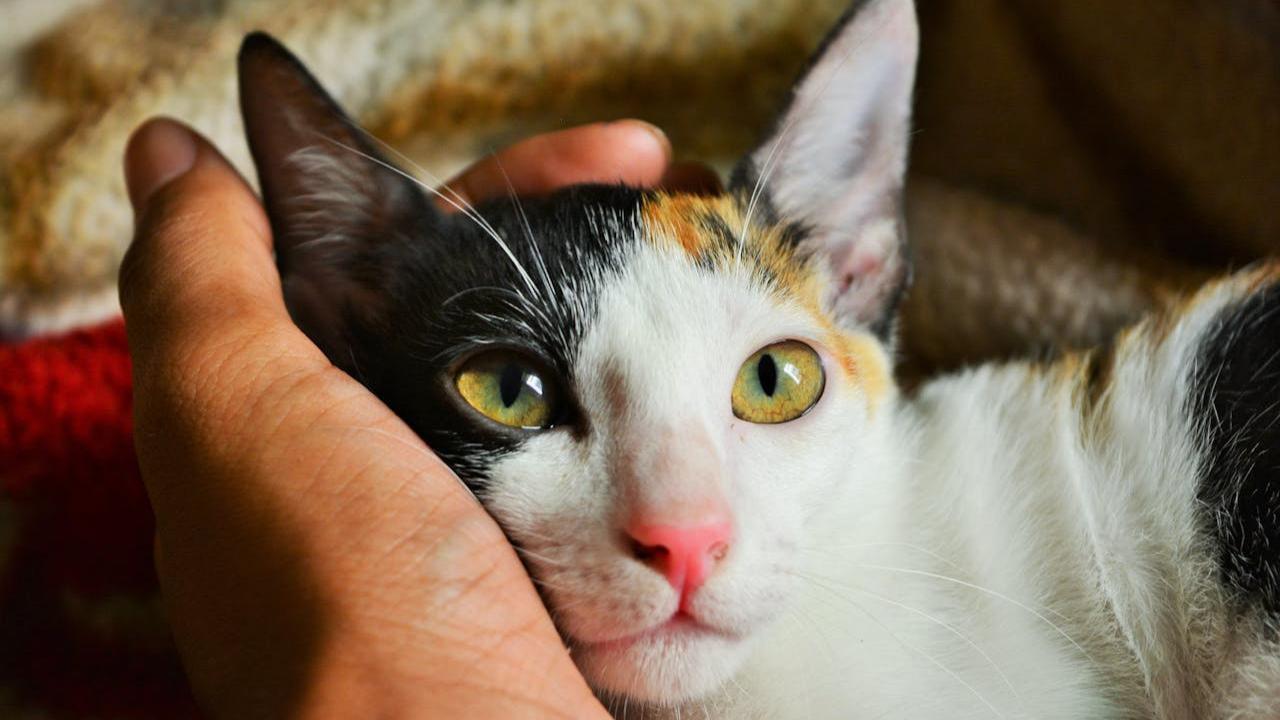 Ilustrasi Kucing Peliharaan