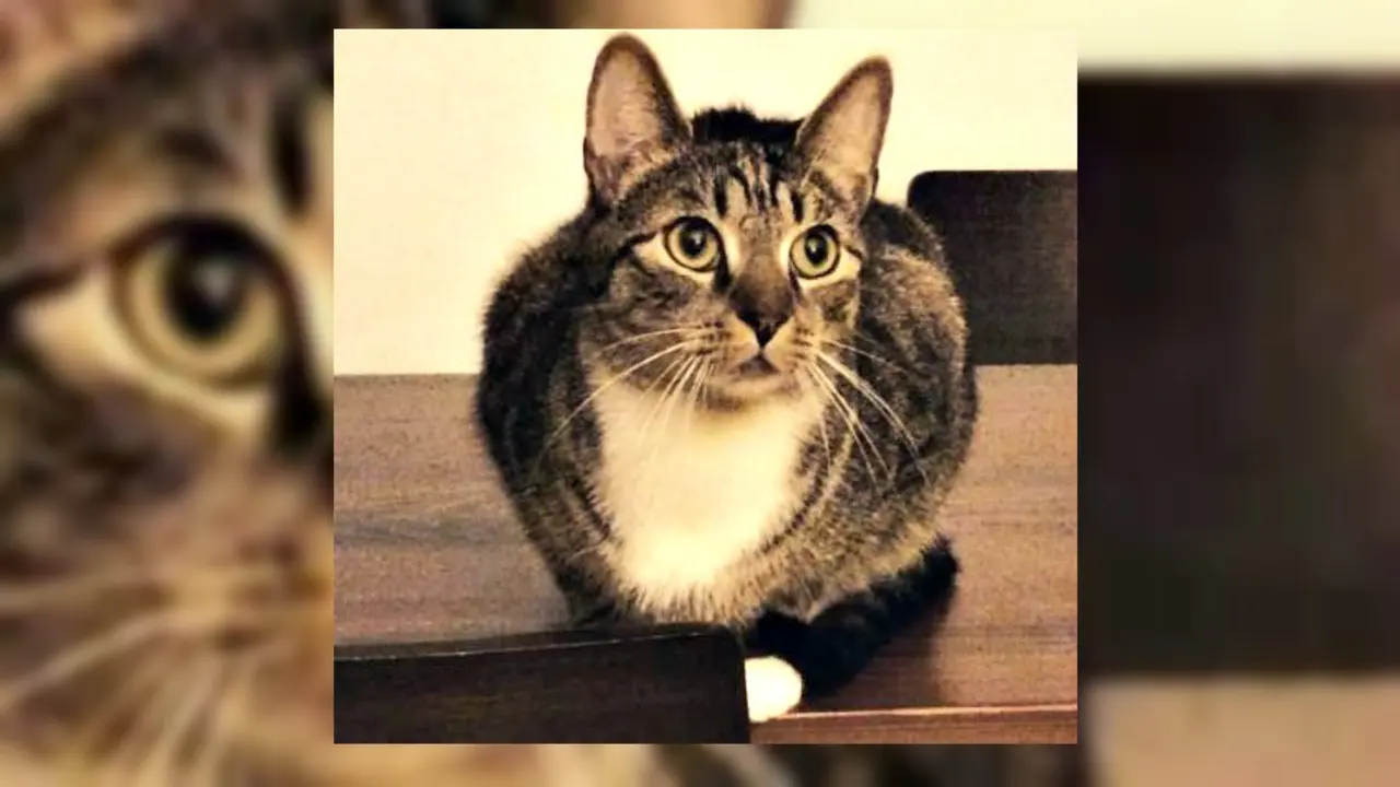 Ayo Cari, Hadiah US$1000 Untuk Penemu Kucing Ini