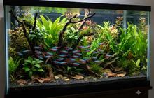 Cara Membuat Akuarium untuk Neon Tetra agar Warna Ikan Makin Cerah dan Hidup Sehat