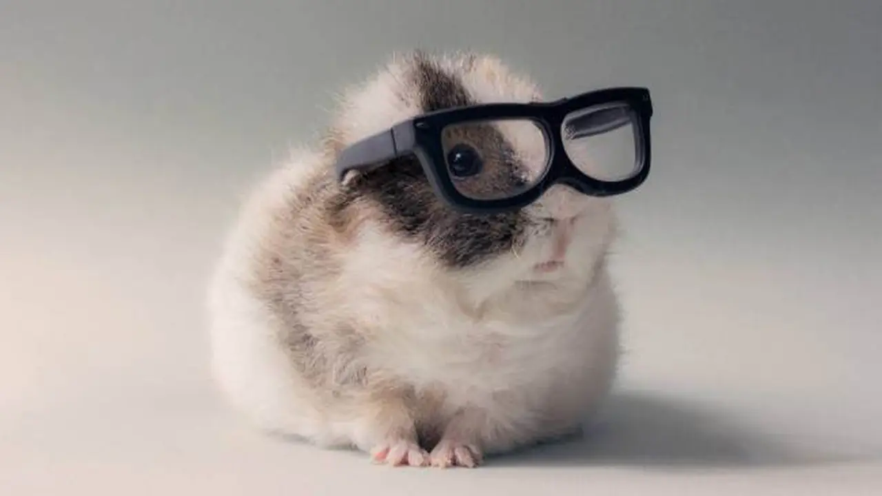 Booboo, Si Hamster yang Narsis