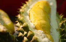 Durian untuk Penderita Diabetes, Manfaat dan Cara Aman Menikmatinya