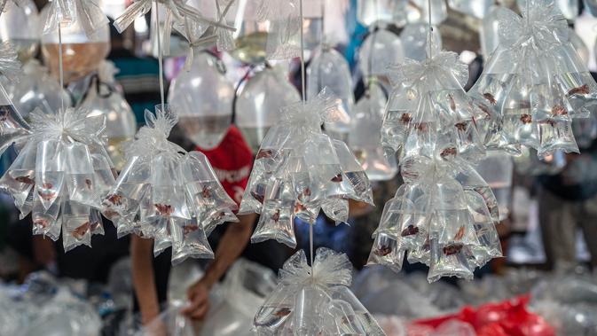 Beragam ikan cupang dijual di pasar ikan hias Parung di Bogor, Provinsi Jawa Barat, pada 5 November 2020. Pasar ikan hias Parung merupakan pasar ikan hias terbesar di Indonesia. (Xinhua/Veri Sanovri)