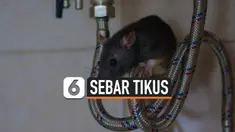 SEBAR TIKUS