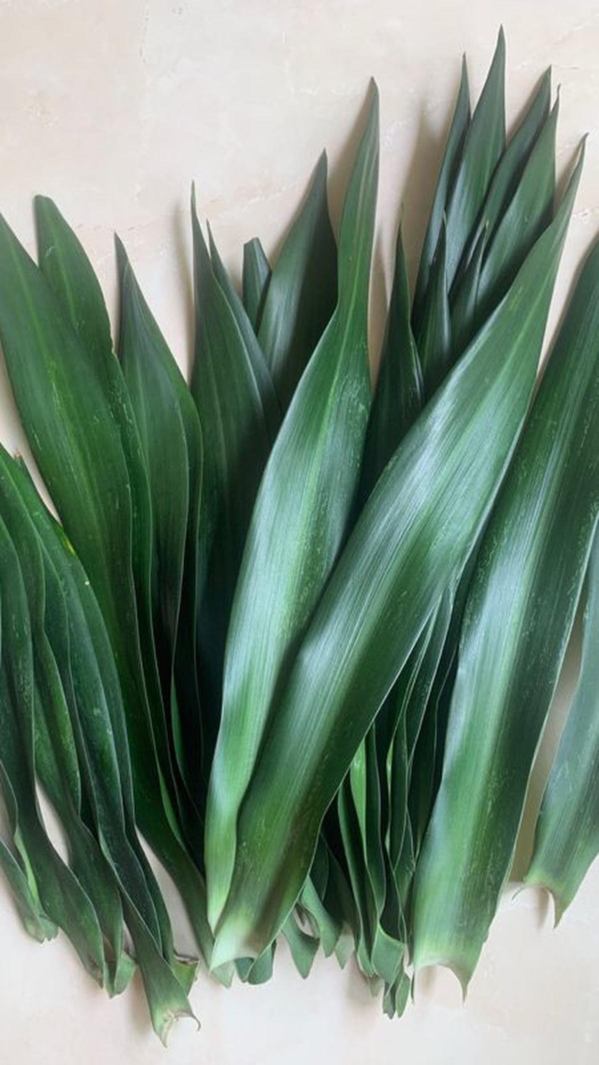 3. Daun Suji