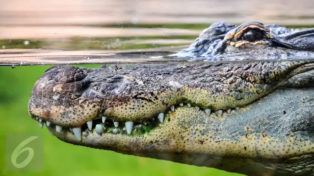 Binatang Buas Buaya