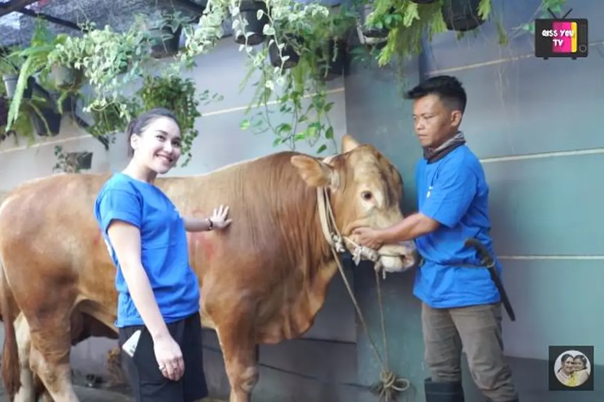 Ayu Ting Ting qurban 3 ekor sapi jumbo (Instagram/ayutingting92)