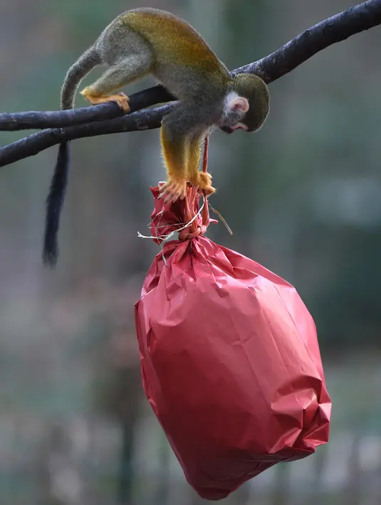 Monyet tupai mencoba membuka paket natal berisi penuh makanan di kebun binatang de Pescheray, Prancis, Selasa (24/12/2019). Tak hanya manusia saja yang merayakan Natal, hewan  di kebun binatang ini disuguhi makanan lezat yang dibungkus dengan kado khas Natal.  (JEAN-FRANCOIS MONIER/AFP)
