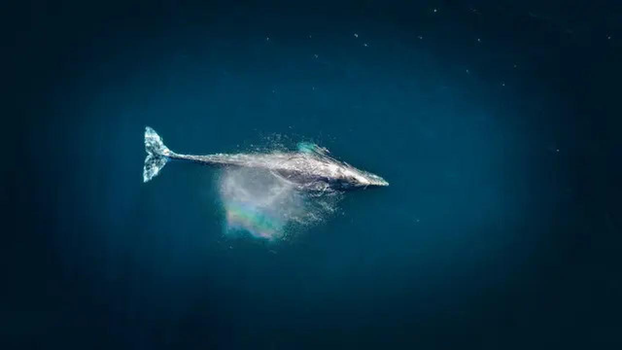 Terancam Punah, Ikan Ini Hanya Tersisa 50 Ekor di Dunia