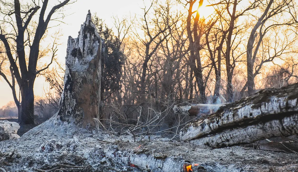 Batang-batang pohon yang hangus membara setelah kebakaran Smokehouse Creek pada Rabu, 28 Februari 2024, di Canadian, Texas. (AP Photo/David Erickson)