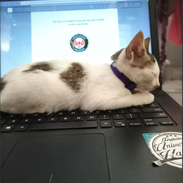 6 Potret Gemas Kucing Tidur hingga Duduk di Atas Laptop, Nyaman Seperti di Kasur