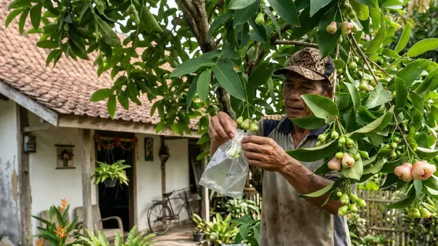 Membungkus Buah Sejak Masih Pentil