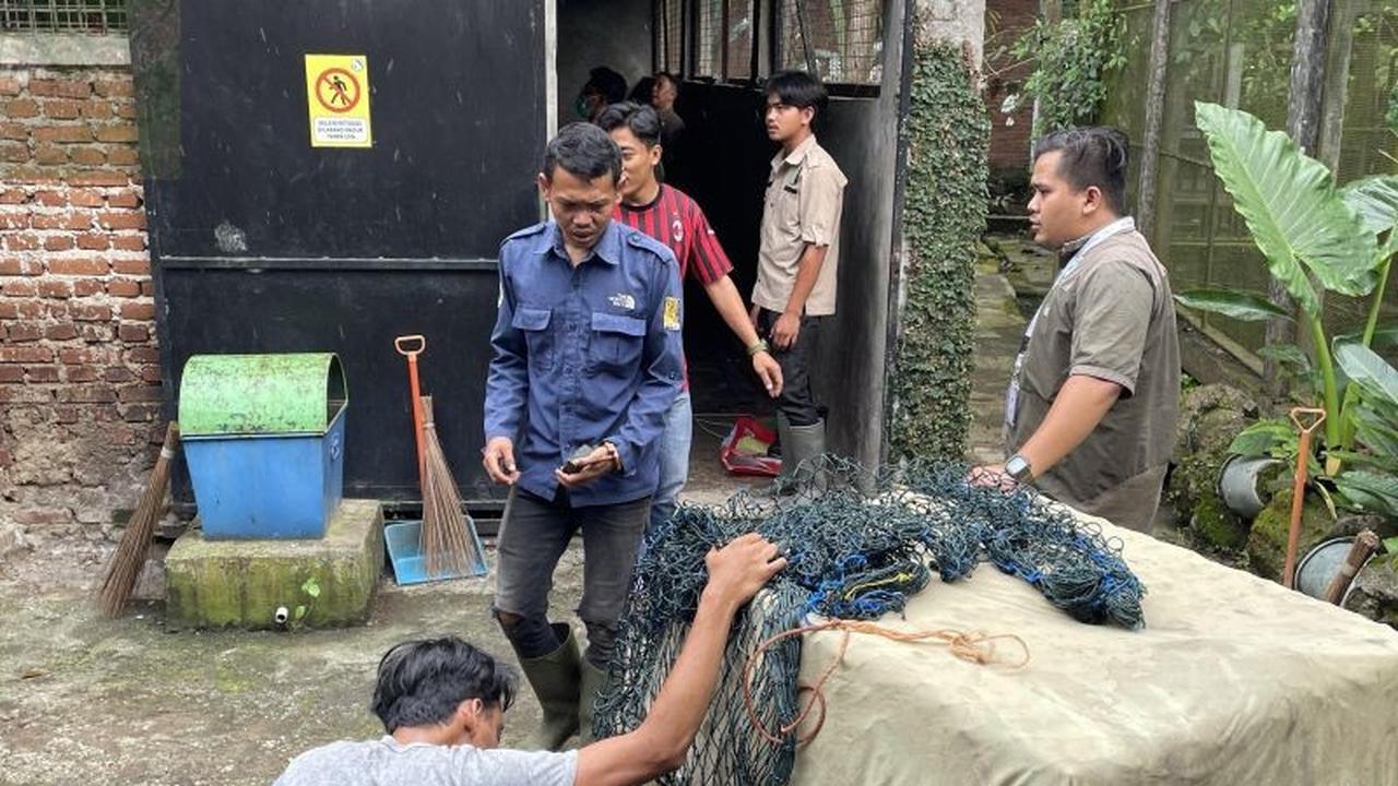 Macan Tutul Bandung yang Serang Warga Kini Jalani Rehabilitasi Intensif di Garut