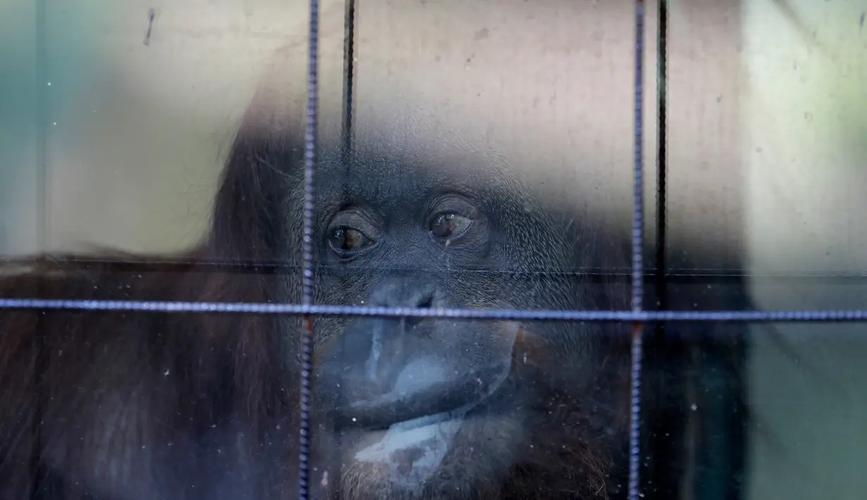 Orangutan bernama Sandra berada di bekas kebun binatang yang kini bernama Eco Parque, di Buenos Aires, Argentina, Selasa (16/5). Kebun binatang yang ditempati Sandra ditutup dan dijadikan taman oleh pemerintah setempat. (AP / Natacha Pisarenko)