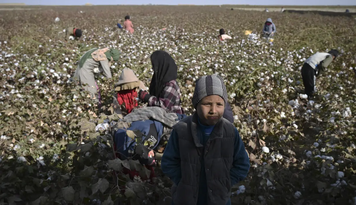 Anak-anak memanen kapas di ladang di Distrik Dawlatabad, provinsi Balkh (28/10/2021). Populasinya adalah 101.900 orang. Ibukotanya adalah desa Dowlatabad pada ketinggian 298 m di atas permukaan laut. (AFP/Wakil Kohsar)