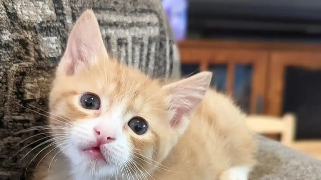 Macaroni Kucing Oyen