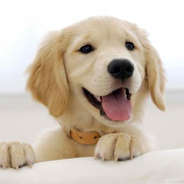 Hati Hati Jangan Memberi Buah Buahan Pada Anjing Anda Lifestyle Liputan6 Com