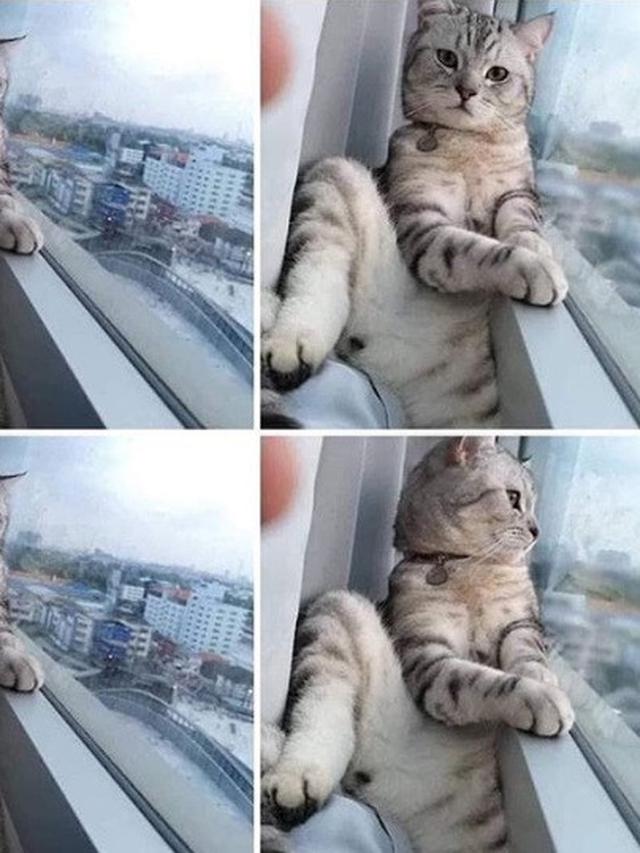 hewan berpose di depan kamera