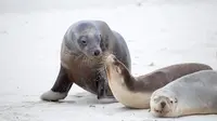 Singa laut di Seal Bay (©South Australia Tourism Commission).