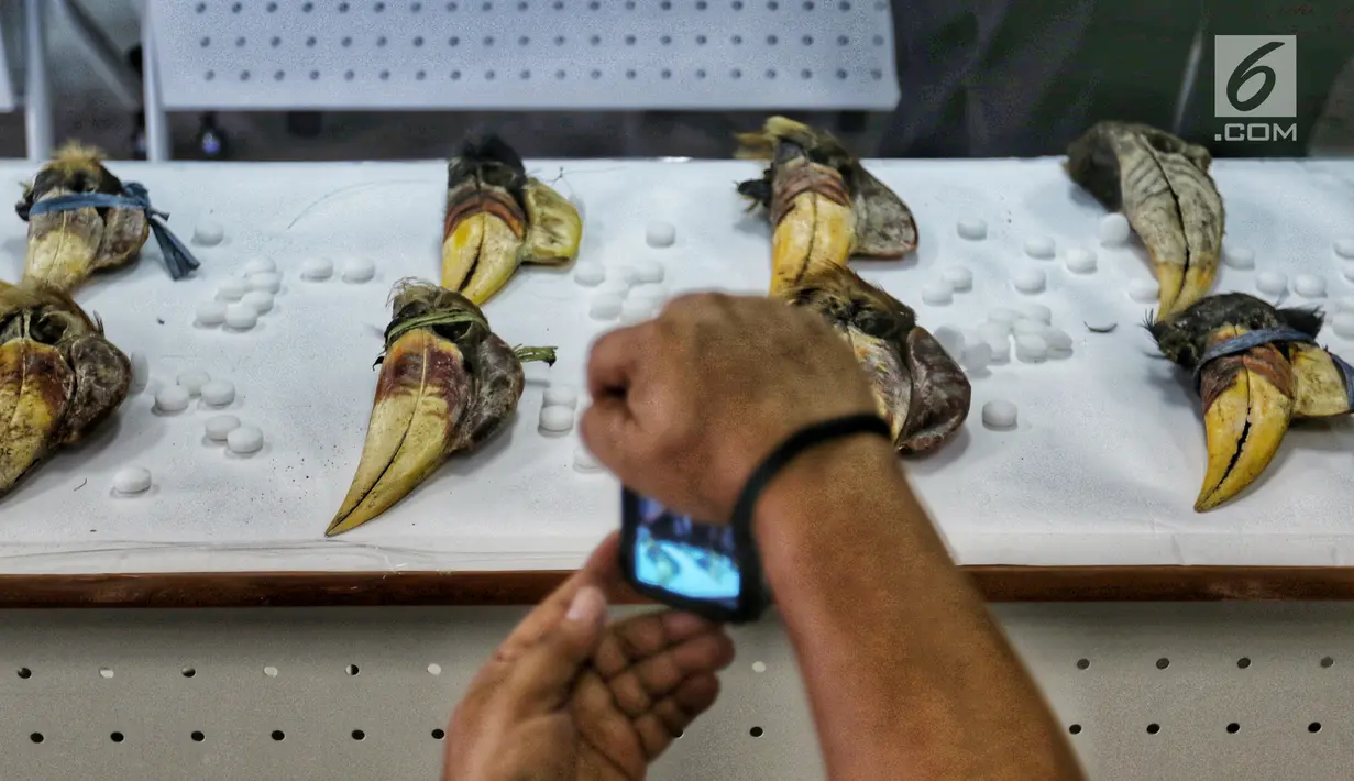 Seseorang mengambil gambar barang bukti burung Julang Sulawesi yang ditunjukkan di Bareskrim, Jakarta, Selasa (5/3). Pelaku jual beli Julang Sulawesi memasarkan satwa dilindungi tersebut lewat media sosial. (Liputan6.com/JohanTallo)