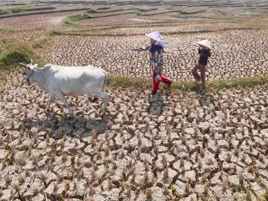 Warga menggembala hewan ternaknya pada sawah yang retak akibat kekeringan di kawasan Weninggalih, Jonggol, Jawa Barat, Selasa, 25 Agustus 2026. (KLY/ Arie Basuki)