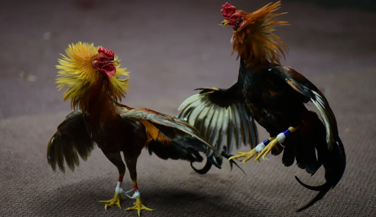Dua ekor ayam bertarung di klub sabung ayam Campanillas, Toa Baja, Puerto Rico, Rabu (18/12/2019). Pada tahun 1933, sabung ayam dinyatakan sebagai olahraga resmi dan dikenal sebagai 'olahraga kaum Adam' di Puerto Rico. (AP Photo/Carlos Giusti)
