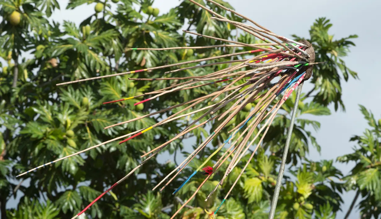 <p>Gambar yang diambil pada tanggal 15 Juli 2017 menunjukkan sebuah kelapa saat kompetisi lempar lembing di kelapa di Papeete, Polinesia. Kompetisi lemparan lembing di kelapa ini adalah olahraga tradisional di Polinesia Prancis. (AFP Photo/Gregory Boissy)</p>