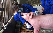 Tahukah Anda? Demam Babi Afrika Sangat Mematikan, Kementan Minta Peternak Perkuat Biosekuriti!