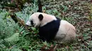 Tingkah panda raksasa bernama Bei Bei pada hari pertama berada dalam kandangnya di Bifengxia Panda Base di Yaan, Provinsi Sichuan, China, Kamis (21/11/2019). Bei Bei dipulangkan ke China karena setiap panda yang lahir di Kebun Binatang Washington DC harus dipulangkan pada umur 4 tahun. (STR/AFP)