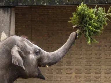 Seekor gajah melempar pohon Natal di Kebun Binatang Berlin, Jerman, pada Rabu (29/12/2021). Banyak pohon Natal yang tersisa setelah perayaan berakhir sebagai makanan berbagai hewan di kebun binatang Berlin. (Odd ANDERSEN / AFP)