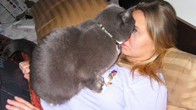 Usil Hingga Bikin Kesal, 10 Potret Kucing Berhasil Ganggu Pemiliknya