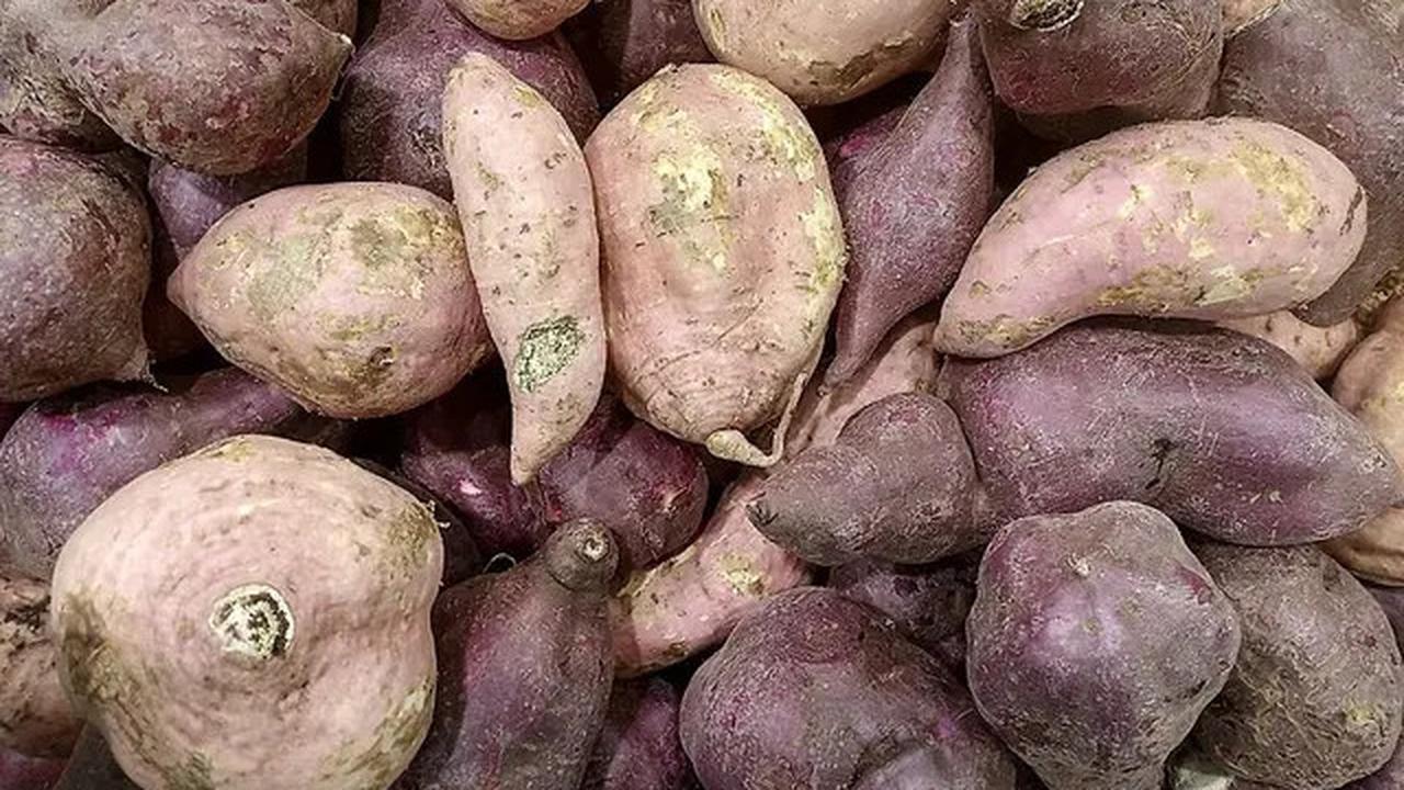 Sayuran Tinggi Protein yang Mudah Ditanam Sendiri, Cocok untuk Pola Makan Sehat
