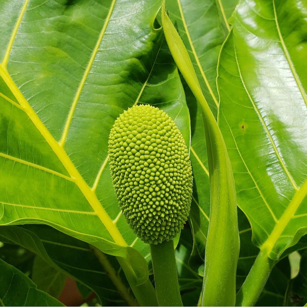 daun sukun