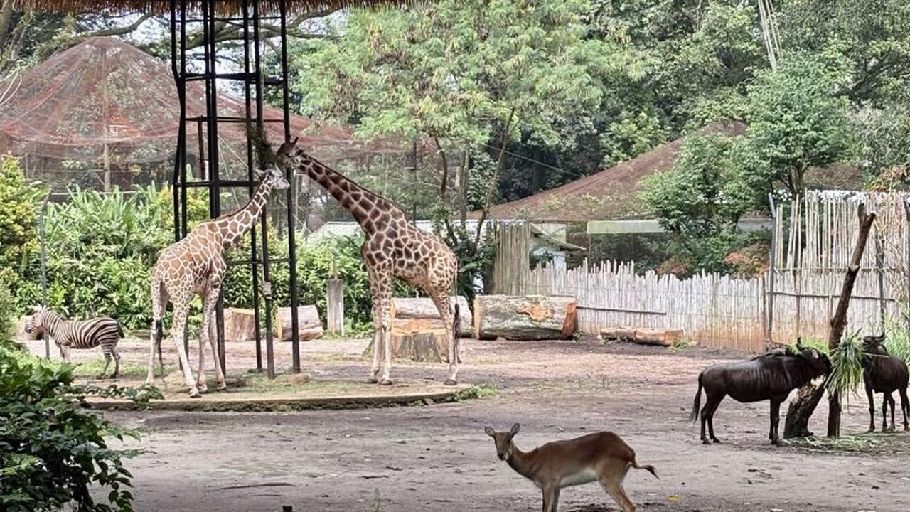 Sudah Ditutup 2 Bulan, Siapa Bertanggung Jawab? YMT Minta Kepastian Masa Depan Bandung Zoo dari Wali Kota