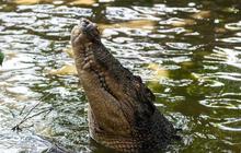 Bukan dengan Manusia, Pria ini Buka Puasa Bersama dengan Buaya