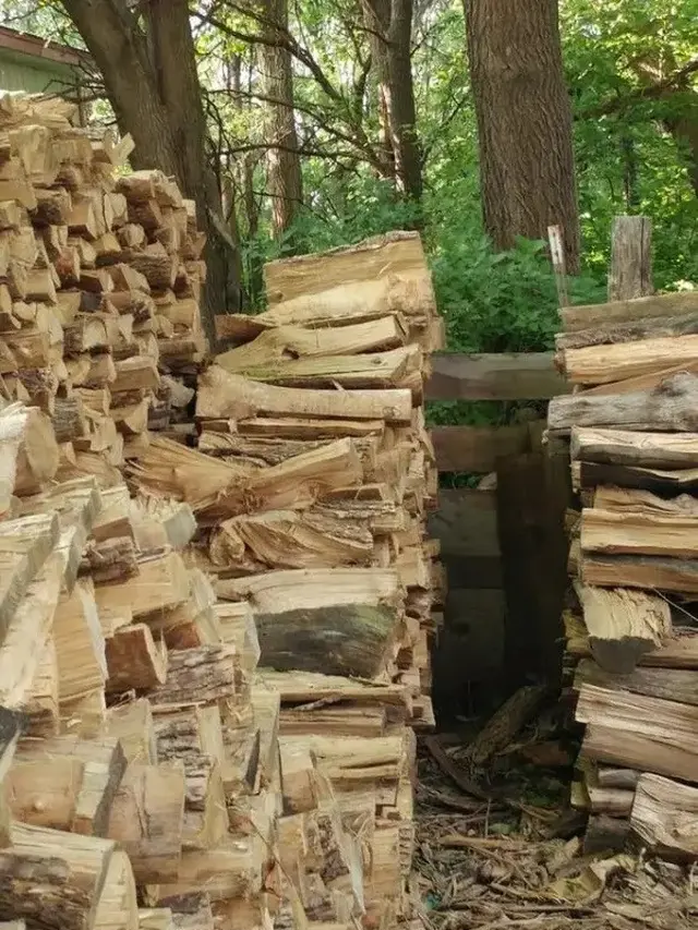 Kucing di Gambar Tumpukan Kayu
