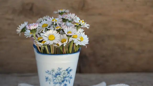aster