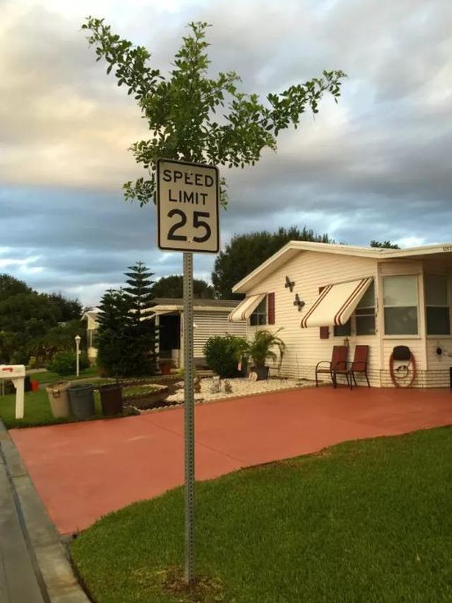 Bikin Heran, Ini 6 Potret Tanaman Tumbuh di Tempat Tak Lazim