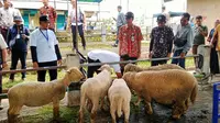 Dintankanak dan Upland Banjarnegara Fasilitasi Lelang Anakan Domba Batur