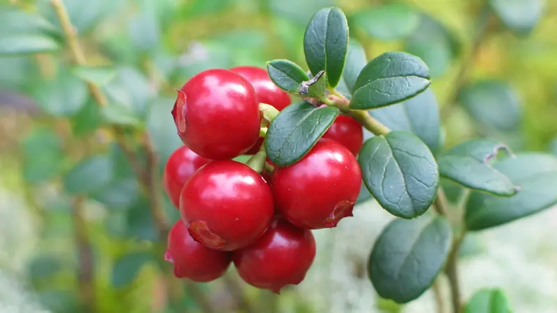 Buah Asli Indonesia