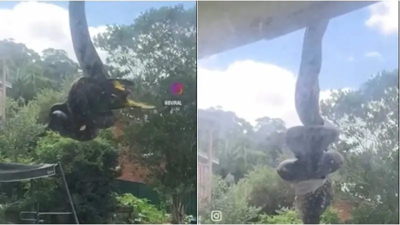 Viral Ular Piton Menggantung di Atap Rumah Sambil Melahap Burung Besar, Bikin Ngeri