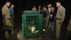 Macan tutul liar terlihat di dalam kandang setelah ditangkap di pinggiran Siliguri di timur laut India (9/5). Macan tutul ditangkap pejabat departemen kehutanan setelah beberapa hari berkeliaran di daerah tersebut. (AFP Photo/Diptendu Dutta)