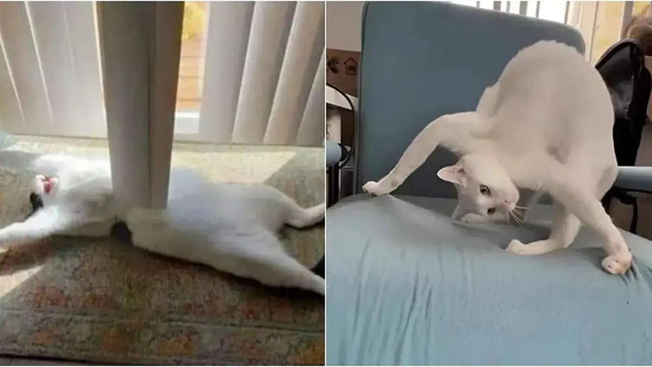 6 Potret Tingkah Kucing Putih Ini Nyeleneh Banget, Bikin Heran