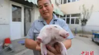 Babi ini memiliki tiga telinga dan dua kepala