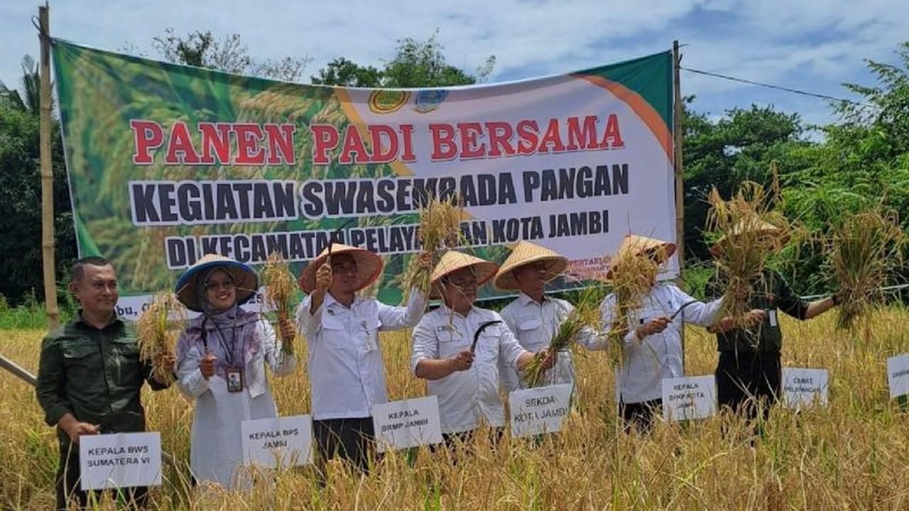 DPKP dan BRMP Sukses Gelar Panen Padi Sawah Jambi, Perkuat Ketahanan Pangan Nasional