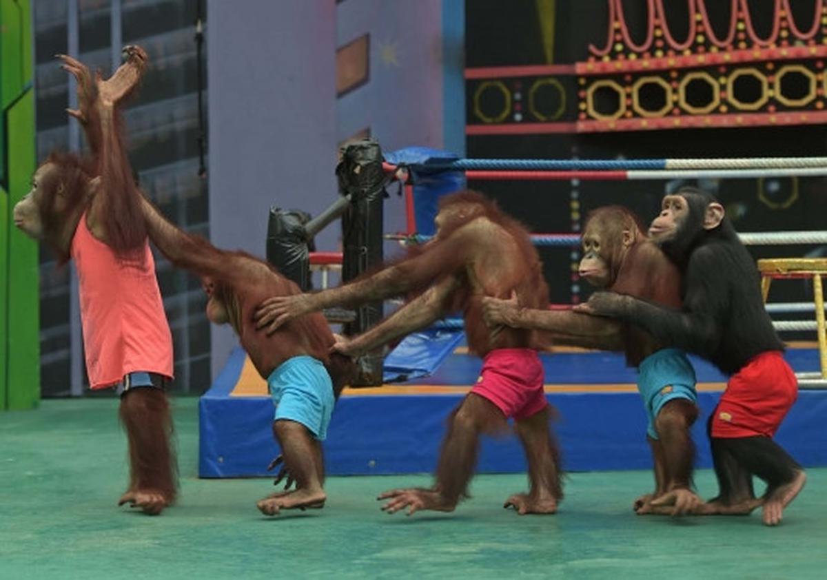 Aksi seru dan lucu orang utan bertanding Muay Thai