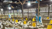 Pola Pakan Ayam yang Tepat untuk Hasil Daging dan Telur Berkualitas