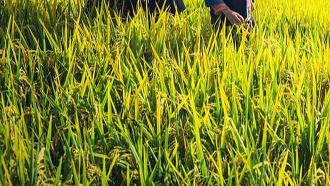 Food Estate adalah Program Peningkatan Produksi Pangan, Ketahui Tujuannya