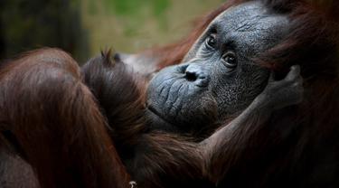 Bayi Orangutan Kalimantan