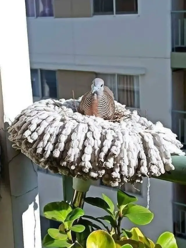 Sarang Burung di Tempat Unik